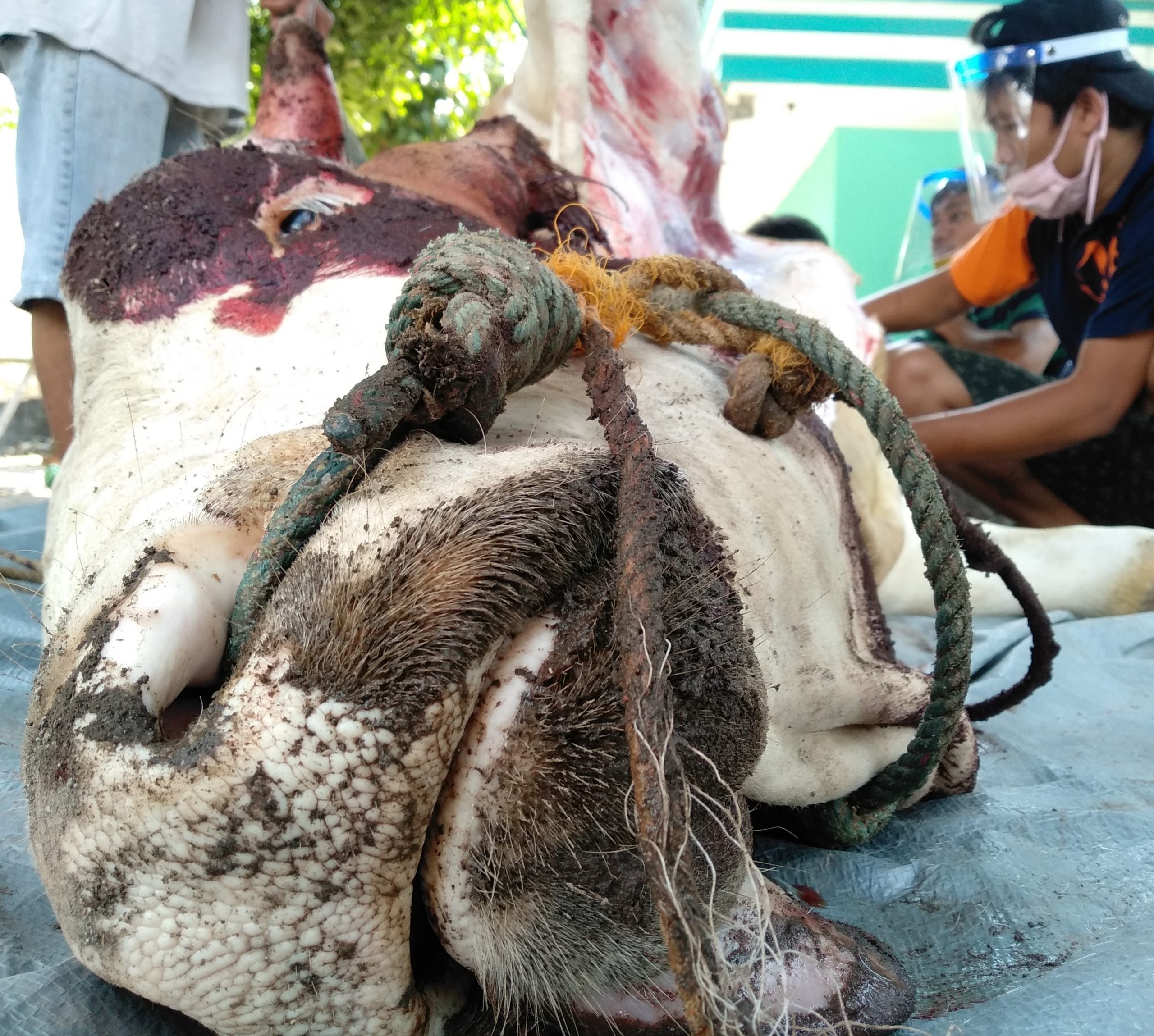 LDII kurban 12 Miliar untuk Warga DIY