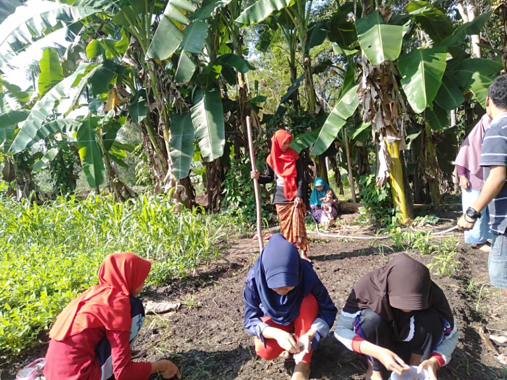 Proses Penanaman Sayuran Kangkung Oleh Generus LDII