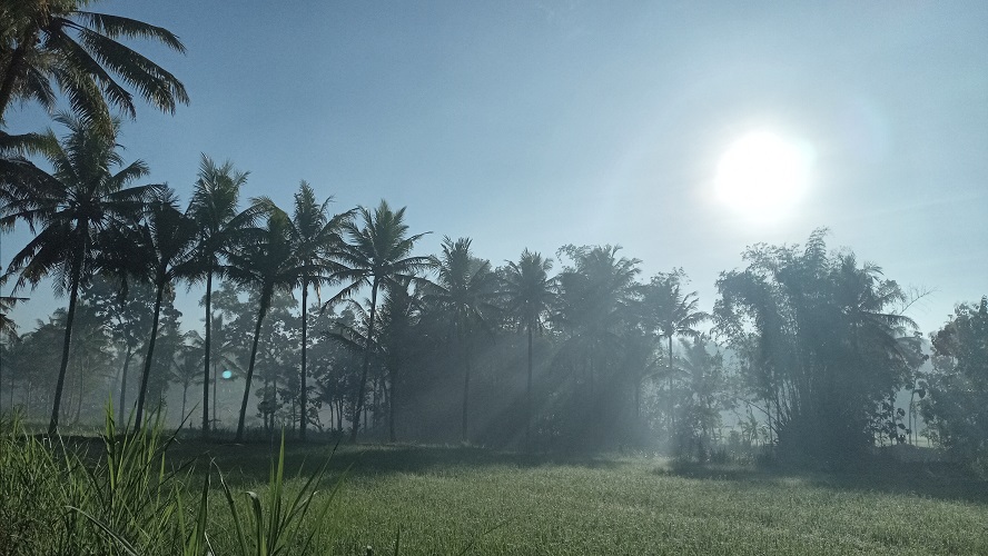 Petani Jogja Harus Tahu Manfaat Rotasi Tanaman dalam Mengelola Lahan