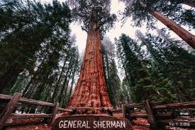 Jenderal Sherman