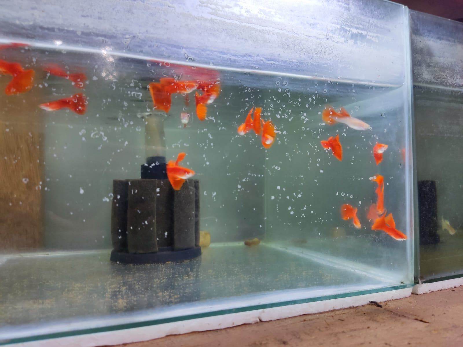 Ternak Ikan Guppy
