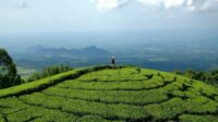 Indahnya Arboretum di Perkebunan Teh Jamus Ngawi
