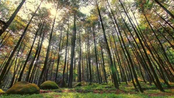 Arboretum, Kawasan Penelitian dan Konservasi, juga Tempat Eduwisata