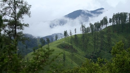 keanekaragaman hayati