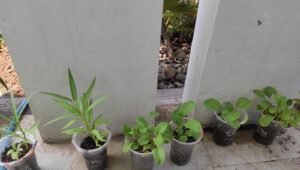 Biji sawi dan kangkung yang sudah tumbuh di dalam pot dari plastik bekas