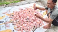 Budidaya Ikan Mina Rukun