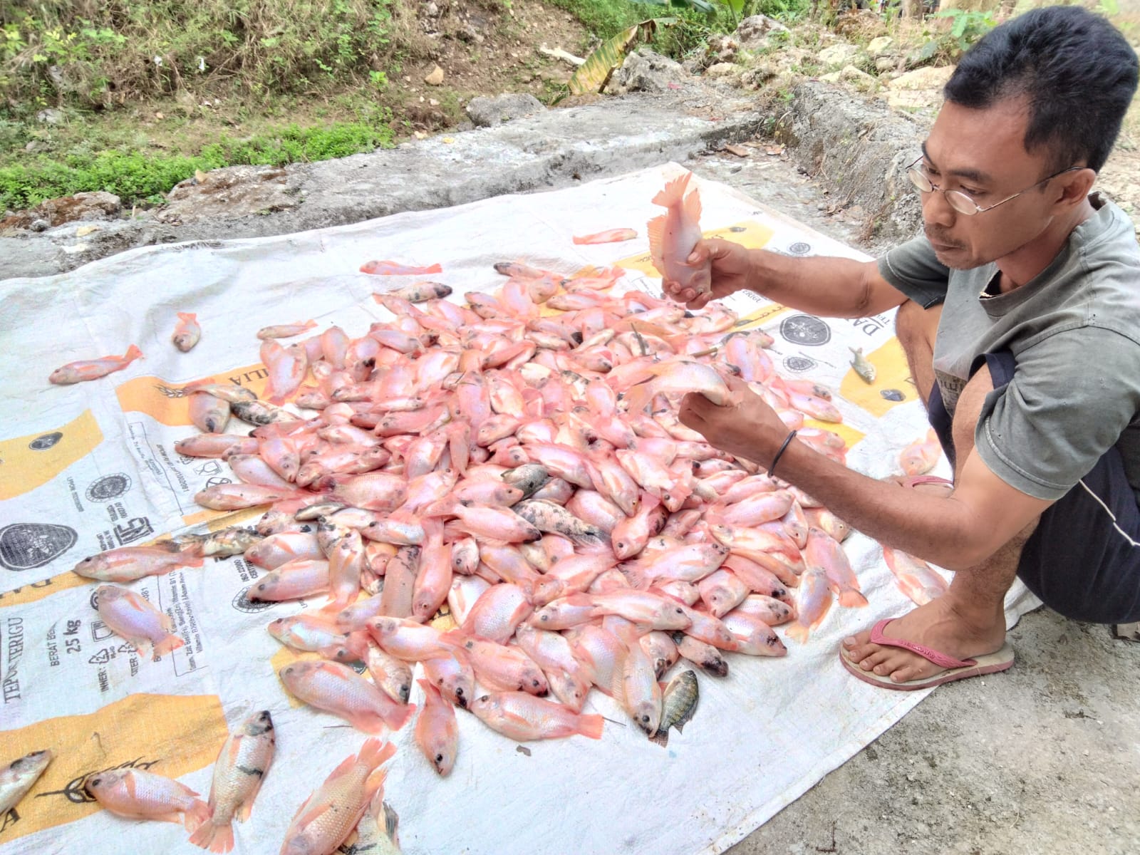 Budidaya Ikan Mina Rukun