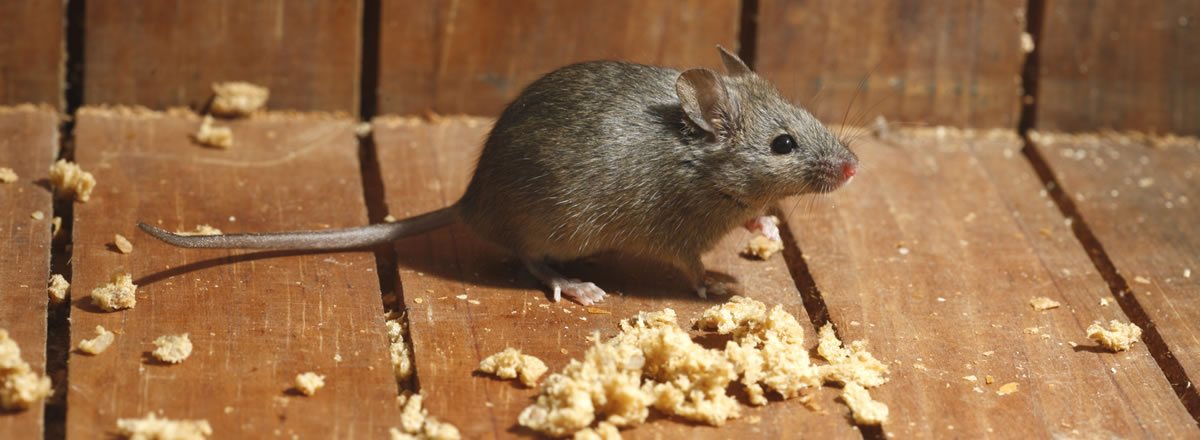 Tikus di Rumah