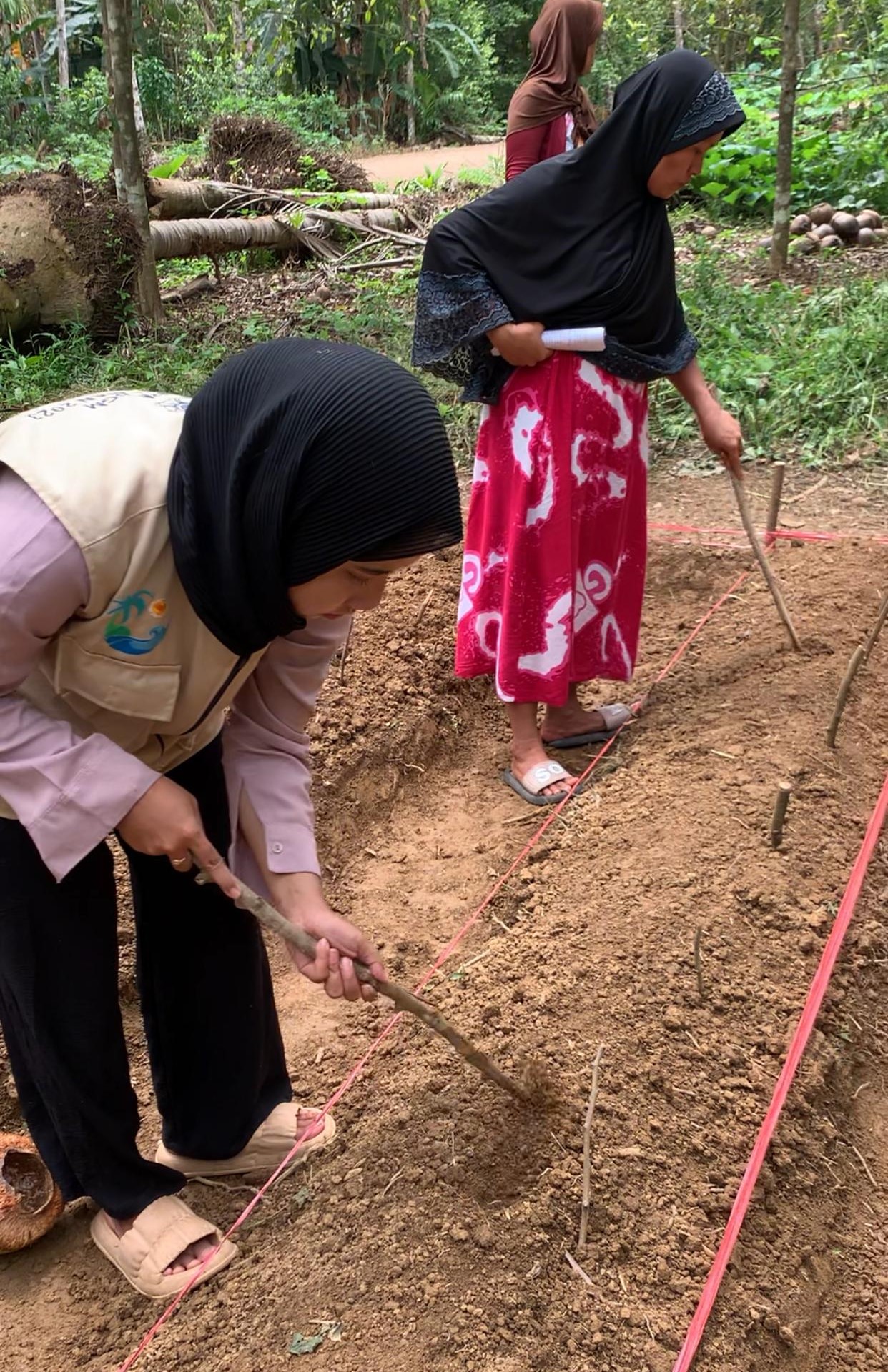 Tanaman Koro Pedang