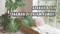 Apakah Boleh Tanaman di Dalam Rumah?