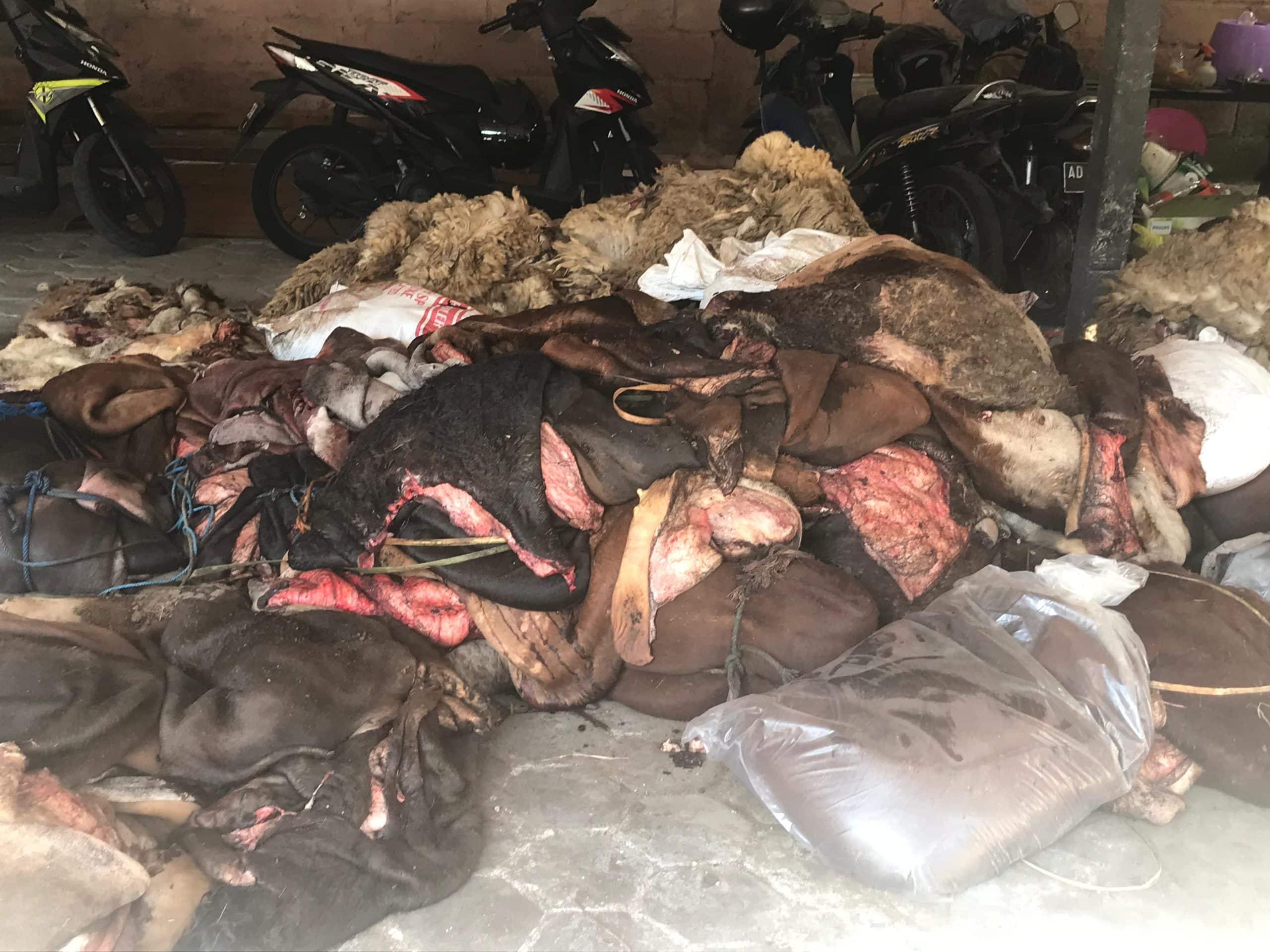 Pengumpulan Kulit Hewan Kurban