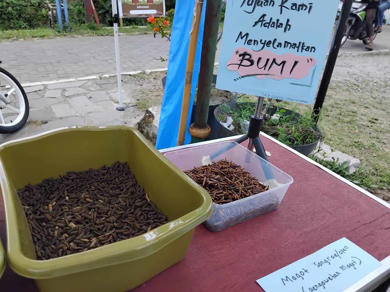 budidaya-maggot-sangurejo bertujuan selamatkan-bumi (dok lines)