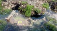 Biota Laut di Air Jernih Pantai Sepanjang