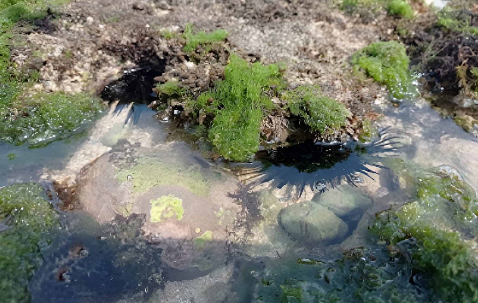 Biota Laut di Air Jernih Pantai Sepanjang
