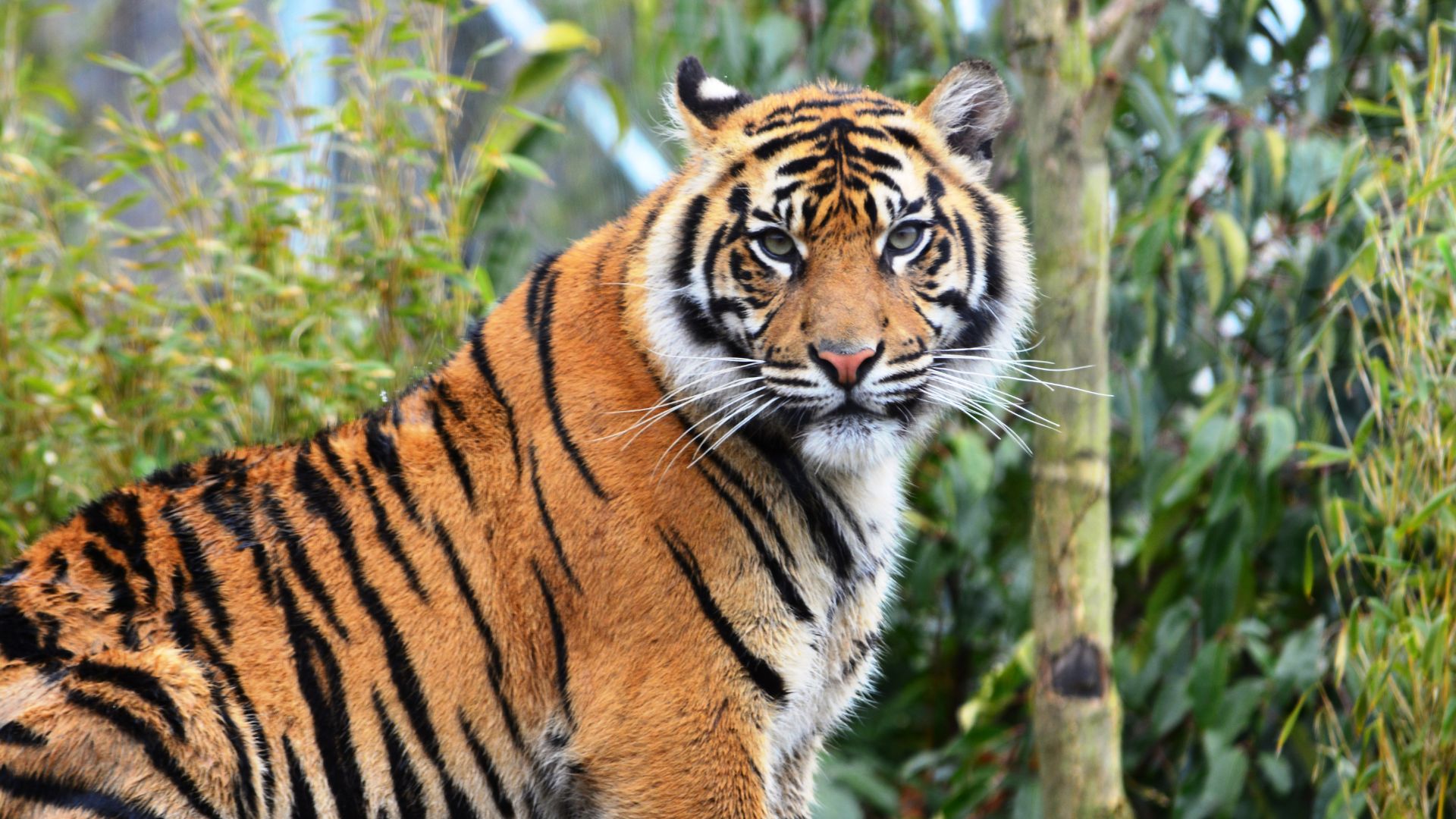 Hari Harimau Sedunia 2025