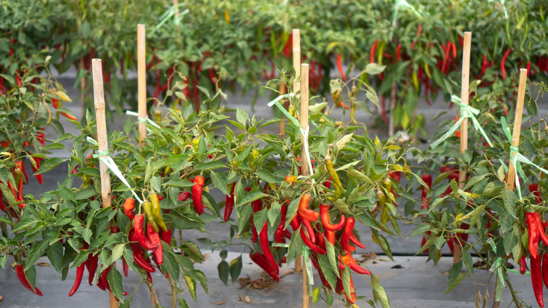 Lahan Tidur Produktif