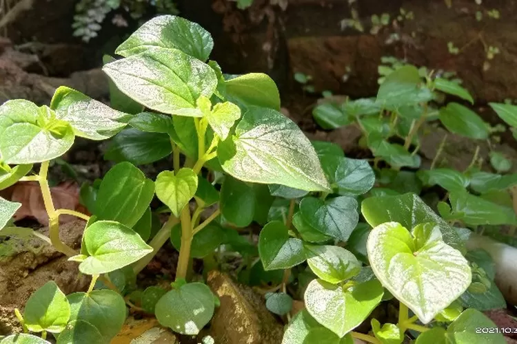 manfaat daun sirih cina