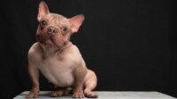 Petunia Anjing Penyelamat World’s Ugliest Dog 2025