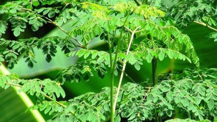 moringa