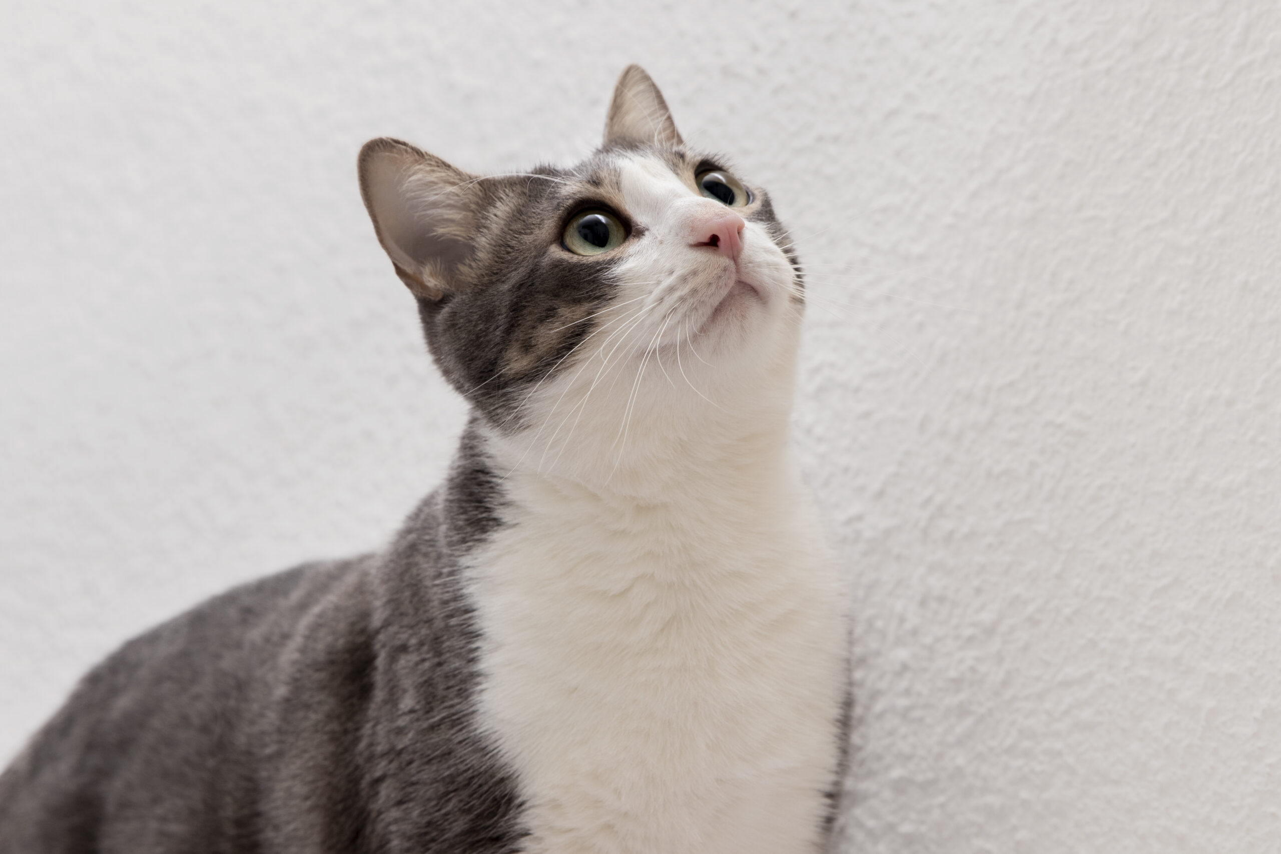 Keunikan Kucing