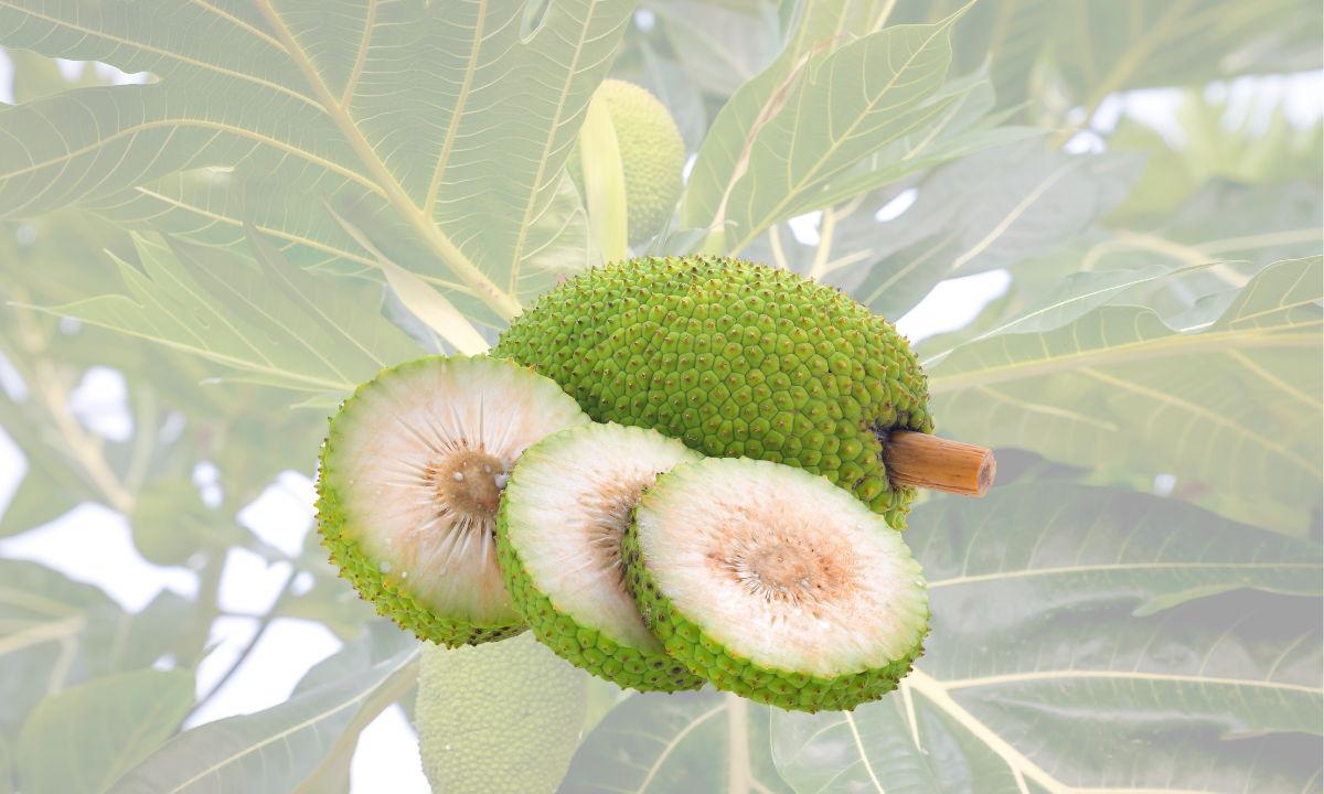 Khasiat Buah Sukun untuk Kesehatan Tubuh