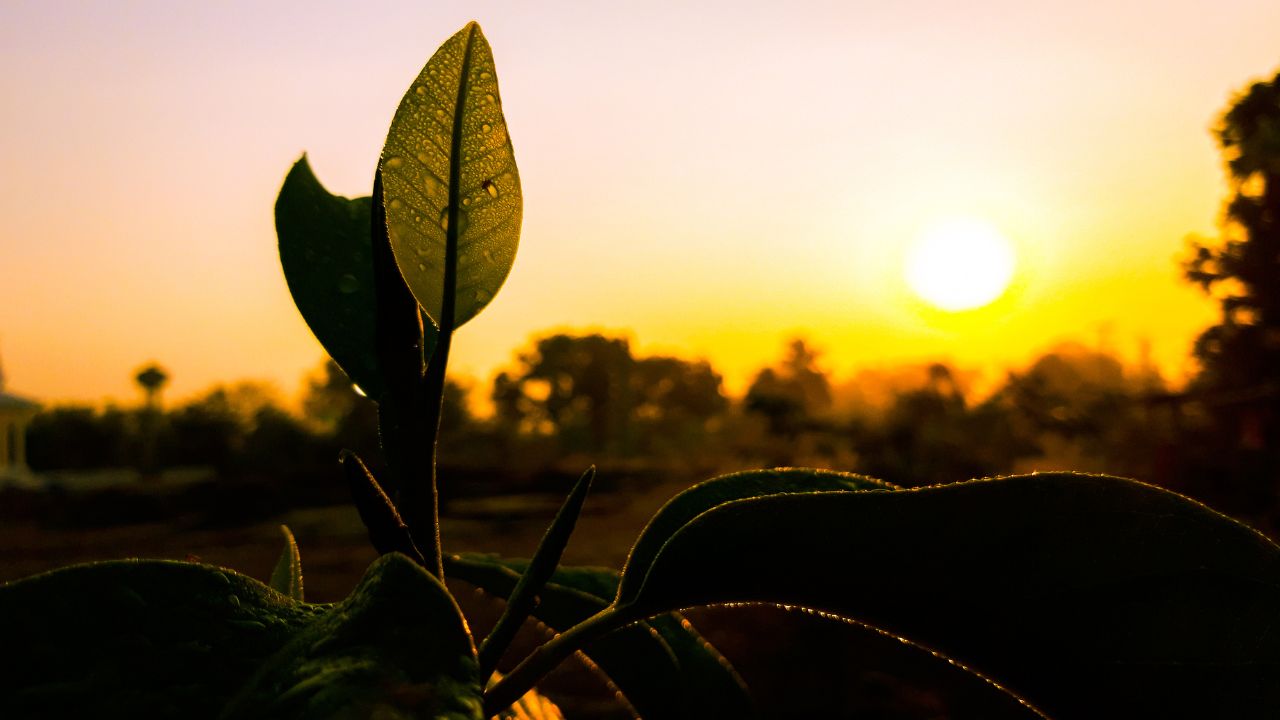 Komunitas Olahraga Pagi di Jogja