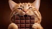 Kenapa Kucing Tidak Boleh Makan Cokelat?. Ini Bahaya dan Gejalanya!.