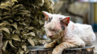 Waspada Gejala Scabies pada Kucing Serta Kenali Tanda, Penyebab dan Solusinya!.
