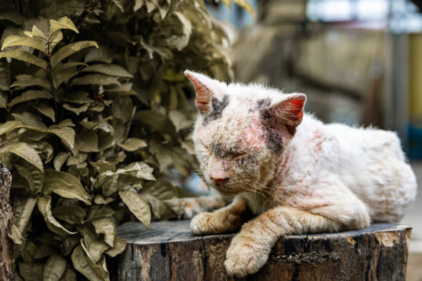Waspada Gejala Scabies pada Kucing Serta Kenali Tanda, Penyebab dan Solusinya!.