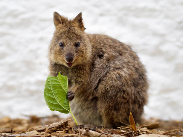 Fakta Menarik Quokka, Si Hewan Paling Murah Senyum di Dunia yang Bikin Gemas